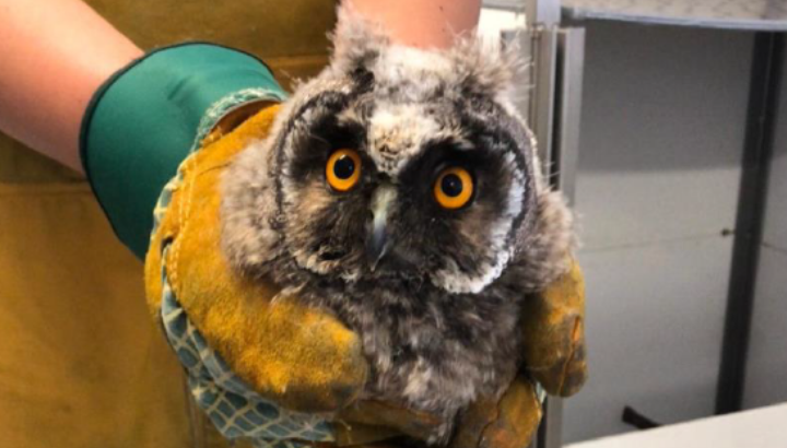 À la rencontre d'un jeune Hibou moyen-duc...